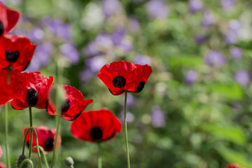 Fototapeta na wymiar Summer purple red poppy flowers in garden