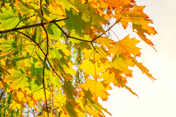 Fototapeta na wymiar Maple tree on an autumn sunny day. Yellow maple leaves in the park.