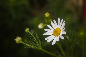 Obraz premium daisy in the grass