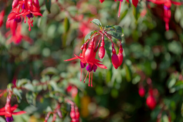 Selective focus of Fuchsia magellanica, Purple pink flower in the garden, Hummingbird or hardy...