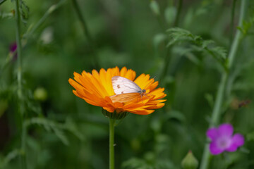 Selective focus of small white butterfly sucking pollen from yellow flowers of Calendula officinalis,  Marigold flowers with orange petals blossom in the garden, Nature wildlife background.