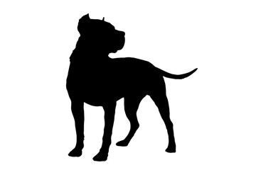 Silhouette of the body of a Staffordshire Terrier standing on the side