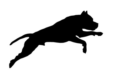 Silhouette of the body of a Staffordshire Terrier standing on the side