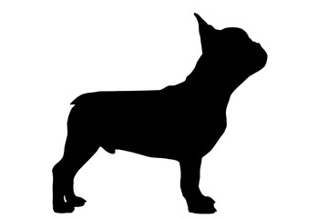 Silhouette of the body of a French bulldog standing on the side