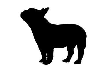 Silhouette of the body of a French bulldog standing on the side