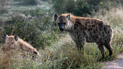 Two spotted hyaenas in the long grass - obrazy, fototapety, plakaty