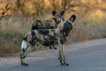 Fototapeta premium Two wild dogs in the early morning sun. Blood of a fresh kill visible