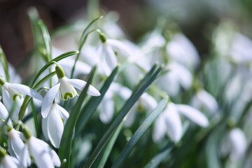 Snowdrop flowers in bloom close up, blooming in the sunshine in the spring garden, new life and hope concept