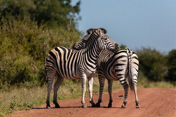 Fototapeta na wymiar Two zebras standing in the road scratching each others back