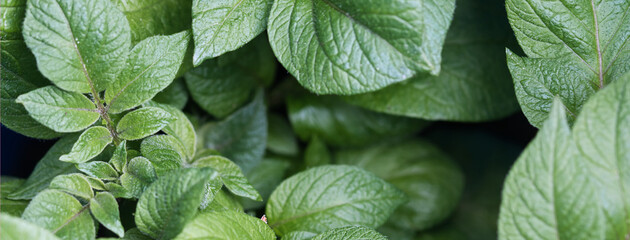 Potato plant, green leaves foliage, growing in the summer garden, full frame close up web banner