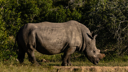 Obraz premium Side view of one dehorned white rhinoceros against a dark green bush background