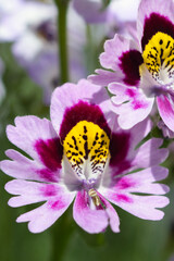 Butterfly Flower, schizanthus commonly called as Poor Man's Orchid, colorfull annual flowers blooming in the summer garden, ornamental plants concept