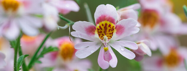 Butterfly Flower close up web banner, schizanthus commonly called as Poor Man's Orchid, colorfull annual flowers blooming in the summer garden, ornamental plants concept