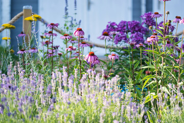 Cottage garden flower bed in bloom, soft focus late summer garden with lavender, cone flowers, yarrow, phlox, mint and hyssop, warm colors, rope fence background, ornamental garden concept