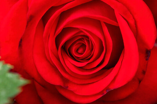 Closeup of beautiful single roses