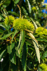 Branches of sweet edible chestnut with green cupules