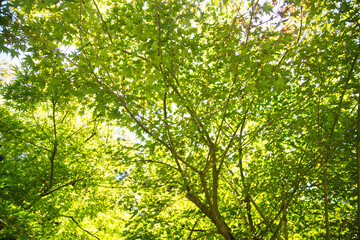 新緑に溢れる太陽の光