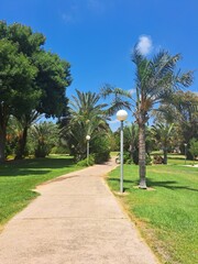 palm trees on the beach