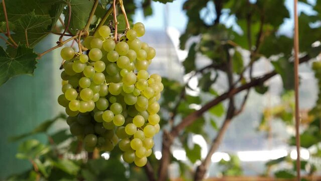 Bunches of green grapes hanging and growing on vineyards. Closeup