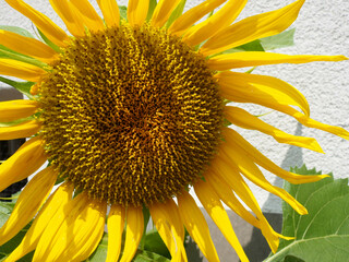 Girasol en primer plano. Fondo de naturaleza..