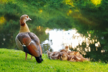 Egyptian goose, Alopochen aegyptiaca and goslings.
