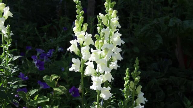 Delphinium blanc dans un parterre de fleurs