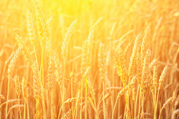 Ears of wheat illuminated by the warm light of the setting sun