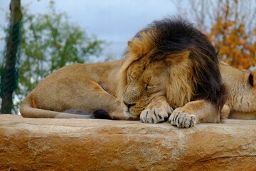 Male Asian lion asleep. Chester zoo.UK.