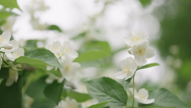 Slow motion handheld shot of jasmine flowers closeup
