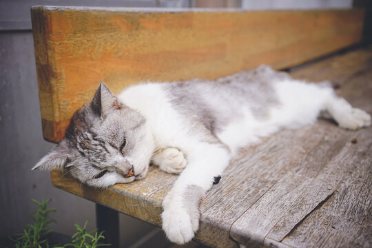 沖縄県離島宮古島に住むリラックスした野良猫の写真