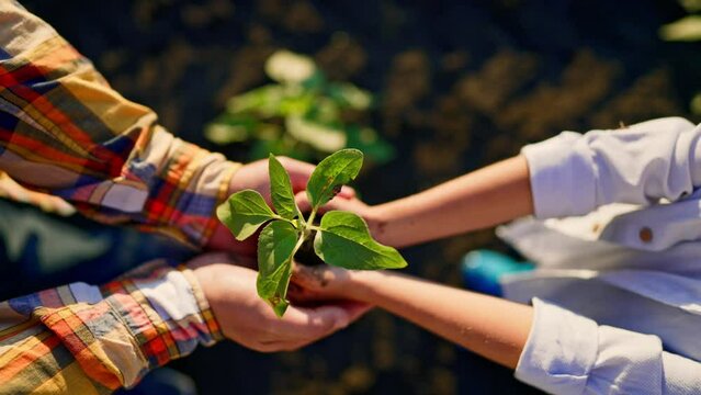 Top view of hands child holding in and give in parent hands sprout young tree. Father and son holding in palms little plant in soil. Young adult. Outdoor nature. Farming, ecology, transplant concept.