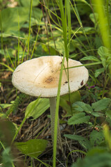 mushroom toadstool in the green grass