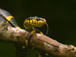 wasp on a leaf
