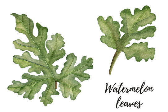 Watercolor watermelon leaves clipart. High quality illustration on a white background