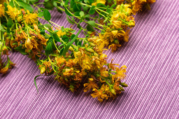 bunch of Hypericum perforatum or St Johns wort flowers  on the purple tablecloth.