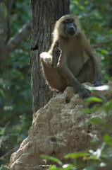 Fototapeta na wymiar Guinea baboon Papio papio on a rock. Niokolo Koba National Park. Tambacounda. Senegal.