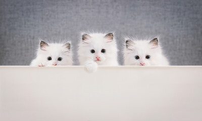 놀란 표정이 귀엽고 예쁜 하얀색 어린 고양이 렉돌 세마리가 발을 얹고...