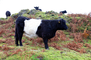 Close up of a Belted Galloway cow, Lake District England
