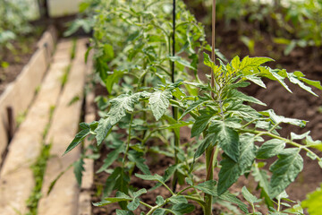Obraz premium Growing tomatoes in a greenhouse. Natural. Garter tomatoes