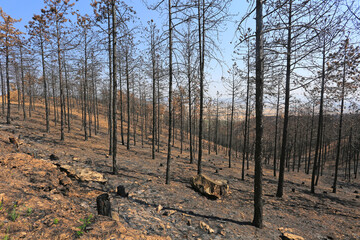 incendio bosque árboles quemado monte fuego calcinado catástrofe U84A9288-as22 - obrazy, fototapety, plakaty