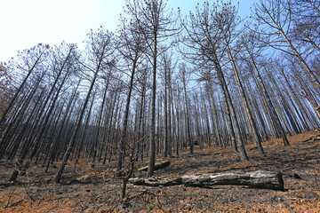 incendio bosque árboles quemado monte fuego calcinado catástrofe U84A9292-as22