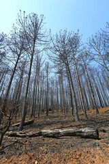 incendio bosque árboles quemado monte fuego calcinado catástrofe U84A9293-as22