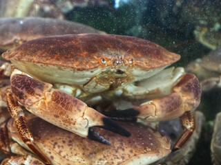 Crabs in a seafood aquarium in a restaurant