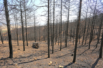 incendio bosque árboles quemado monte fuego calcinado catástrofe U84A9301-as22