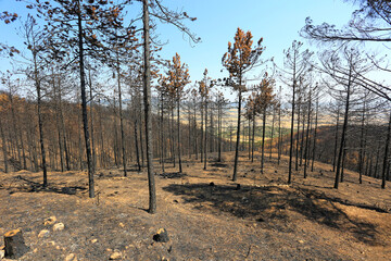 incendio bosque árboles quemado monte fuego calcinado catástrofe U84A9299-as22 - obrazy, fototapety, plakaty
