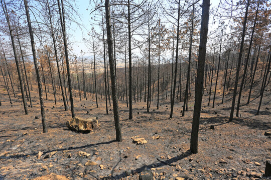 incendio bosque &aacute;rboles quemado monte fuego calcinado cat&aacute;strofe U84A9287-as22