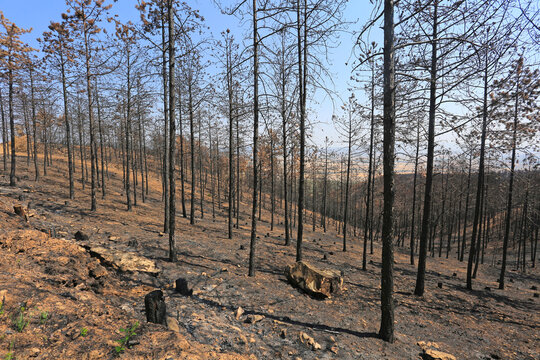 incendio bosque &aacute;rboles quemado monte fuego calcinado cat&aacute;strofe U84A9288-as22
