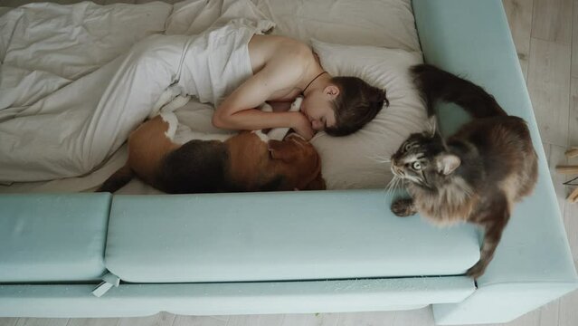 A teenager sleeps with his dog in bed. A Maine Coon cat is lying next to them and watching how they sleep, it all looks very cute.