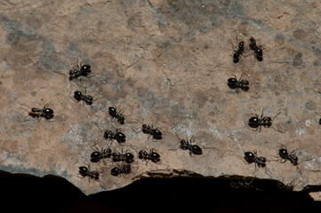 Group of ants on a rock. Niokolo Koba National Park. Tambacounda. Senegal.