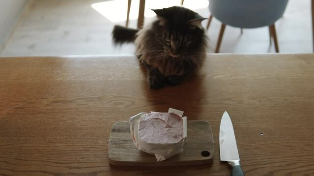 The cat put its paws on the table like a human hand, it looks very funny. The cat tries to reach the meat with its paws and succeeds, the brawler.